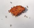Solenopsis%20invicta%20%28imported%20fire%20ants%29%20and%20Phorid%20fly%20at%20bait%20DSC02876.jpg