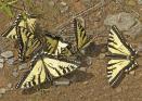Papilio%20canadensis%20%28Canadian%20tiger%20swallowtail%29%20puddling%20P1100544.jpg