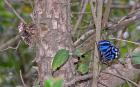 Myscelia%20ethusa%20%28Mexican%20bluewing%29%20pair%20perched%20in%20tree%20PC028181.jpg