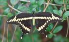 Papilio%20cresphontes%20%28giant%20swallowtail%29%20male%20ups%20DSC01501.jpg