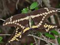 Papilio%20cresphontes%20%28giant%20swallowtail%29%20mating%20pair%20DSCN3828.jpg