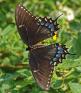 Papilio%20glaucus%20%28tiger%20swallowtail%29%20dark%20female%20ups%20DSC01985.jpg