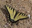 Papilio%20glaucus%20%28tiger%20swallowtail%29%20male%20ups%20DSC07036.jpg