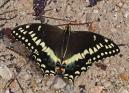 Papilio%20palamedes%20%28palamedes%20swallowtail%29%20ups%20DSC07016.jpg