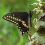 Papilio%20polyxenes%20%28black%20swallowtail%29%20male%20ups%20DSC01255.jpg