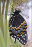 Papilio%20polyxenes%20%28black%20swallowtail%29%20uns%20fresh%20eclosure%20P5270007.jpg