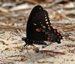 Papilio%20troilus%20%28spiceboush%20swallowtail%29%20uns%20DSC07846.jpg
