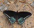 Papilio%20troilus%20%28spiceboush%20swallowtail%29%20ups%20DSC07838.jpg