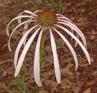 Echinacea%20sanguinea%20DSC01560.jpg