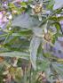 Passiflora%20tenuiloba%20%28birdwing%20passionflower%29%20P1230007.jpg