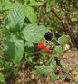 Rubus%20trivialis%20berries%20DSC03496.jpg