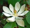 Magnolia%20grandiflora%20flwr%20DSC01475.jpg