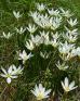 Zephyranthes%20candida%20%28fairy%20or%20zephyr%20rain%20lily%29%20group%20DSC01948.jpg
