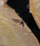 Aedes%20sp%20%28mosquito%29%20male%20PC182058.jpg