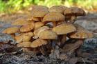 mushrooms%20DSC03599.jpg