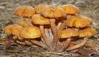 mushrooms%20DSC03603.jpg