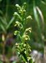 Platanthera%20flava%20%28southern%20tubercled%20orchis%29%20flwrs%20DSC08953.jpg