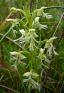 Platanthera%20lacera%20%28ragged%20or%20green%20fringed%20orchis%29%20flwrs%20DSC08677.jpg