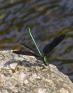 Calopteryx%20maculata%20%28ebony%20jewelwing%29%20wings%20spread%20P1010521.jpg