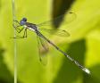 Lestes%20congener%20%28spotted%20spreadwing%29%20male%20P1130477.jpg