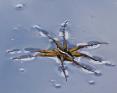 Dolomedes%20triton%20%28six-spotted%20fishing%20spider%29%20DSC00738.jpg