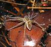 Dolomedes%20triton%20%28six-spotted%20fishing%20spider%29%20P5093239.jpg