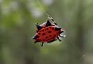 Gasteracantha%20cancriformis%20%28spiny-backed%20orbweaver%29%20red%20P7090013.jpg
