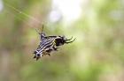 Gasteracantha%20cancriformis%20%28spiny-backed%20orbweaver%29%20side%20view%20P6170010.jpg