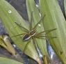 Dolomedes%20triton%20%28six-spotted%20fishing%20spider%29%20P1130611.jpg