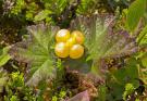 Rubus%20chamaemorus%20%28bakeapple%20or%20cloudberry%29%20P1010221.jpg