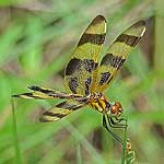 Odonata of Texas