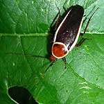 Other Insects